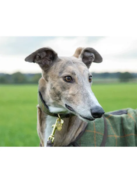 Digby & Fox Tweed Greyhound Collar