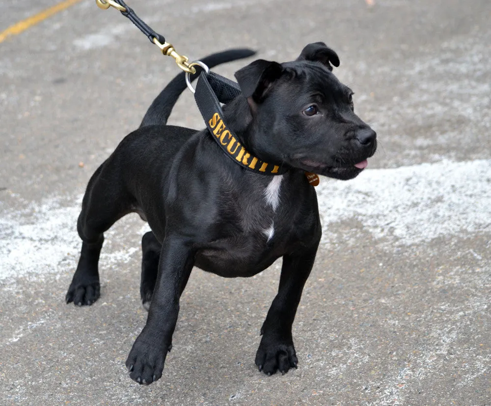 Dog Collar - SUPATUFF® SECURITY Slimline