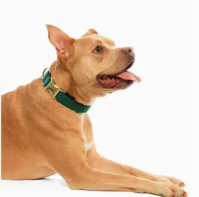 Forest Green Velet Dog Collar