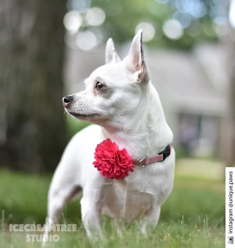 PomPom Purple Bloom Collar Slide On - Small Flower Collar Accessory