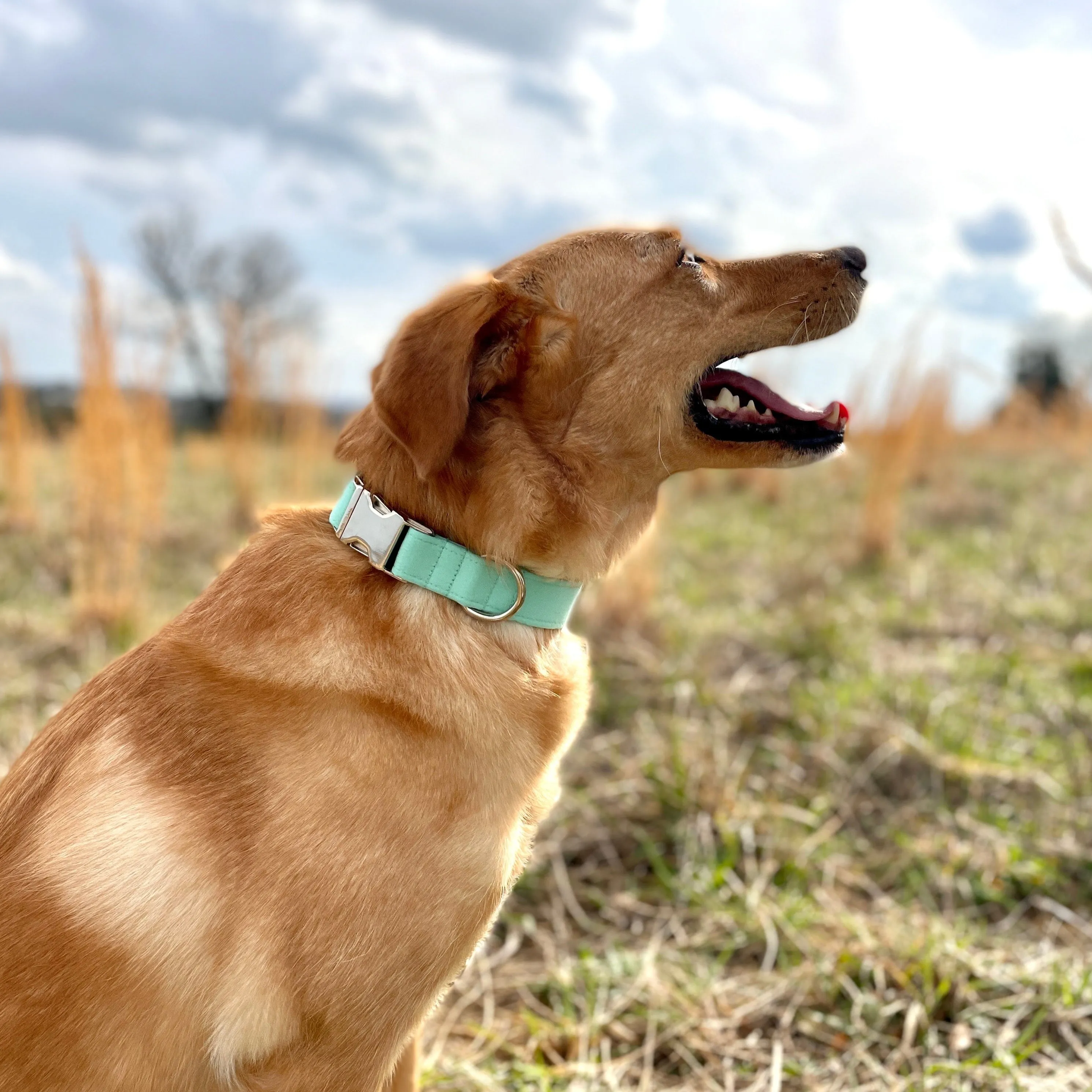 Solid Mint Blue Dog Collar