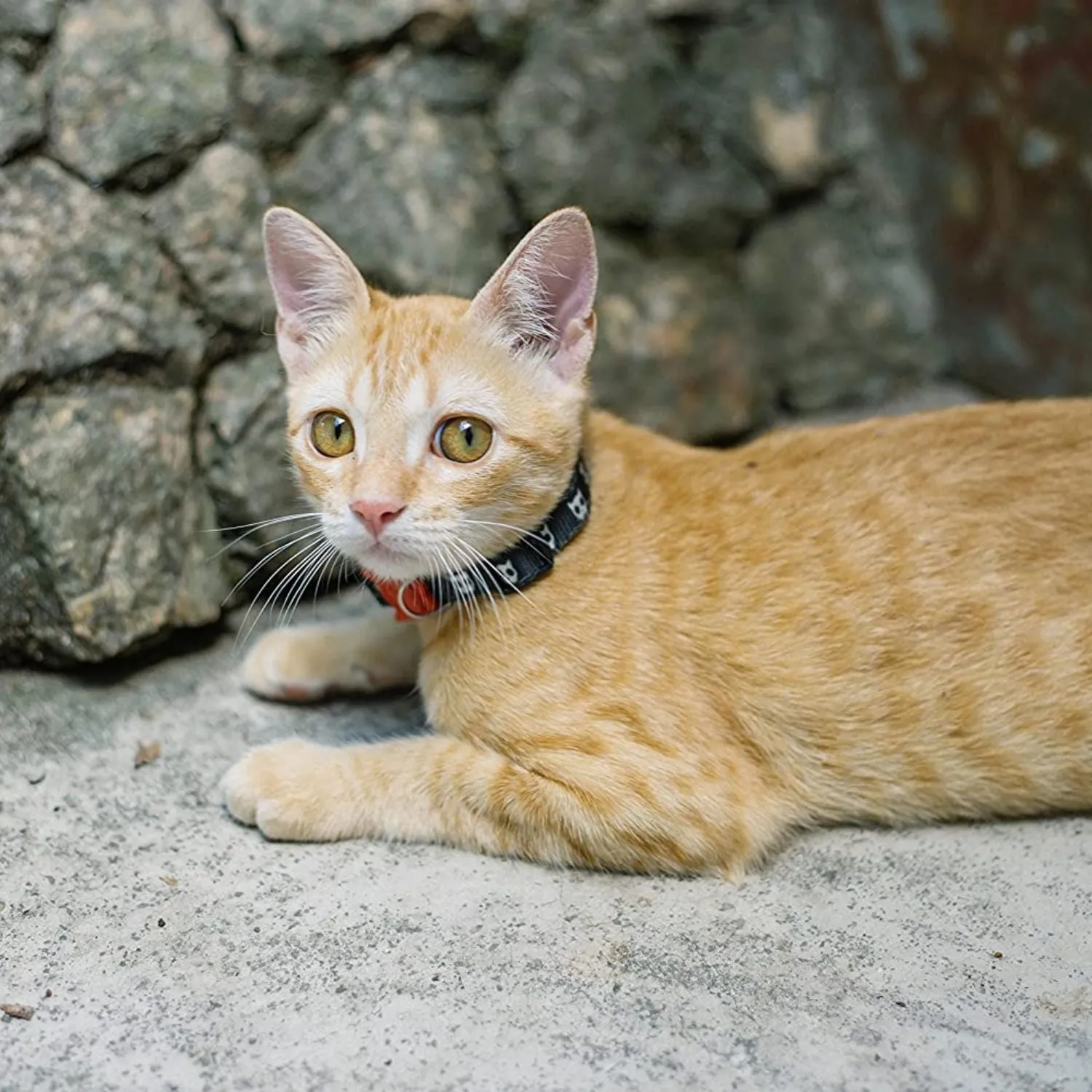 Zee.Cat Skull Cat Collar